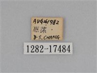 亮色黃蝶藏品圖，第3張