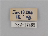 異紋紫斑蝶藏品圖，第3張
