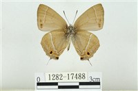 Accession Number:001282-17488 Collection Image, Figure 2, Total 3 Figures