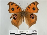 眼蛺蝶、孔雀蛺蝶藏品圖，第1張