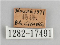 眼蛺蝶、孔雀蛺蝶藏品圖，第3張