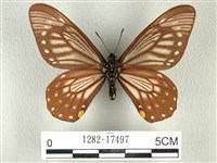 黃星斑鳳蝶藏品圖，第2張