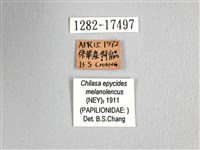 黃星斑鳳蝶藏品圖，第3張