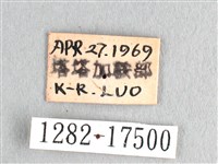 劍鳳蝶藏品圖，第3張