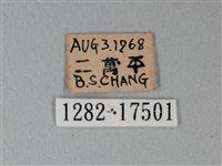流星絹粉蝶藏品圖，第3張
