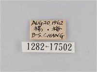 豆環蛺蝶藏品圖，第3張