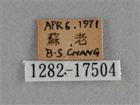 散紋盛蛺蝶藏品圖，第3張