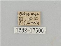 紅星脈蛺蝶藏品圖，第3張