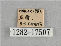 散紋盛蛺蝶藏品圖，第3張