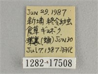 異色尖粉蝶藏品圖，第3張