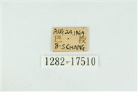 小鑽灰蝶藏品圖，第3張