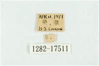 南方洒灰蝶藏品圖，第3張