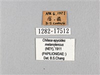 黃星斑鳳蝶藏品圖，第3張