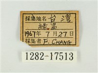 紫珈波灰蝶藏品圖，第3張