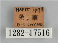 琉璃蛺蝶藏品圖，第3張