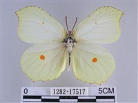 臺灣鉤粉蝶藏品圖，第1張