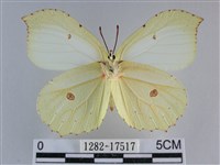 臺灣鉤粉蝶藏品圖，第2張