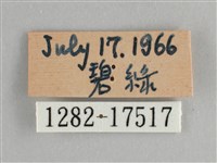 臺灣鉤粉蝶藏品圖，第3張