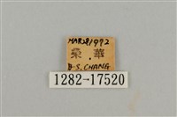 藍灰蝶沖繩亞種藏品圖，第3張