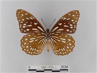 淡紋青斑蝶藏品圖，第2張
