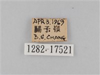 淡紋青斑蝶藏品圖，第3張