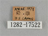 散紋盛蛺蝶藏品圖，第3張