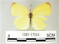 荷氏黃蝶藏品圖，第1張