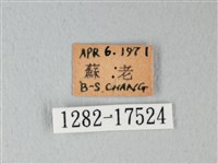 荷氏黃蝶藏品圖，第3張