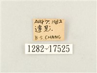 寬帶線蛺蝶藏品圖，第3張