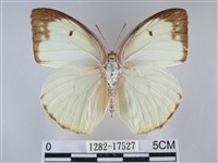 細波遷粉蝶藏品圖，第1張