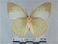 細波遷粉蝶藏品圖，第2張