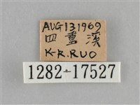 細波遷粉蝶藏品圖，第3張