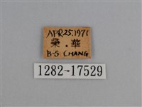 豔粉蝶藏品圖，第3張