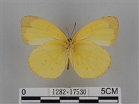 亮色黃蝶藏品圖，第2張