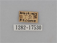 亮色黃蝶藏品圖，第3張