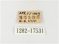 紋黃粉蝶藏品圖，第3張