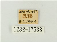 燕尾紫灰蝶藏品圖，第3張