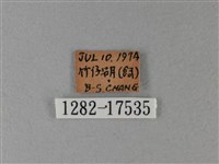 異紋帶蛺蝶藏品圖，第3張