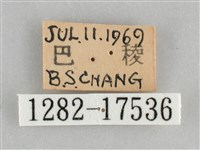 網絲蛺蝶、石牆蝶藏品圖，第3張