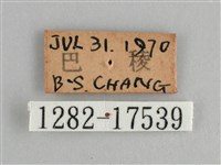 鱗紋眼蛺蝶藏品圖，第3張