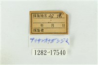 阿里山鐵灰蝶藏品圖，第3張