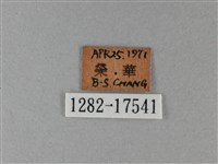 異紋帶蛺蝶藏品圖，第3張