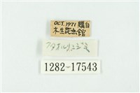 蘭灰蝶藏品圖，第3張