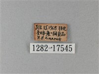 異紋帶蛺蝶藏品圖，第3張