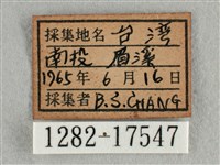 散紋盛蛺蝶藏品圖，第3張