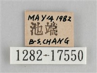 臺灣環蛺蝶藏品圖，第3張