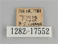 金鎧蛺蝶藏品圖，第3張