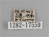 異色尖粉蝶藏品圖，第3張