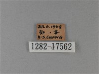 異紋帶蛺蝶藏品圖，第3張