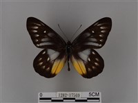 豔粉蝶藏品圖，第1張